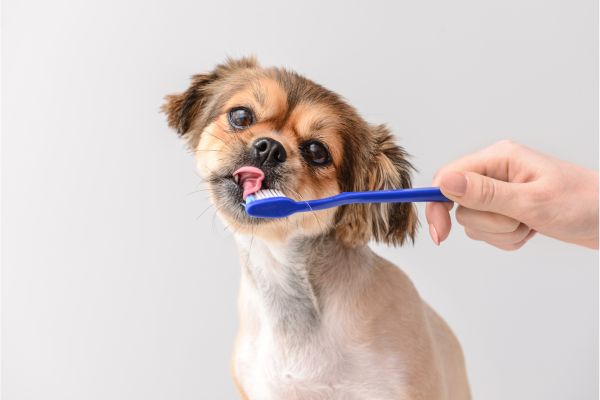 犬が歯磨きしている